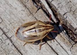 Attēlu rezultāti vaicājumam “Aelia acuminata”