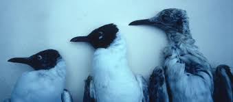Attēlu rezultāti vaicājumam “Larus ridibundus juvenile”