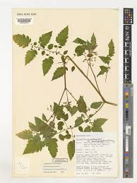 Attēlu rezultāti vaicājumam “Lycopersicon esculentum leaf”