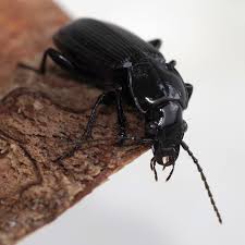 Attēlu rezultāti vaicājumam “Pterostichus melanarius”