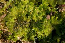 Attēlu rezultāti vaicājumam “Nowellia curvifolia sporophyte”