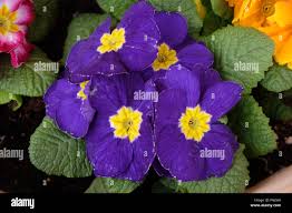 Attēlu rezultāti vaicājumam “Primulaceae”