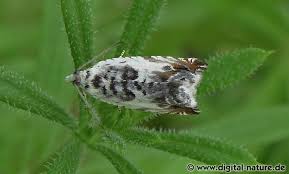 Attēlu rezultāti vaicājumam “Ancylis laetana”