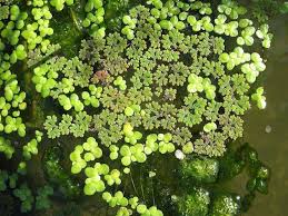 Attēlu rezultāti vaicājumam “Lemna gibba”