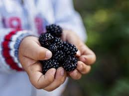 Attēlu rezultāti vaicājumam “Allium ursinum fruit”