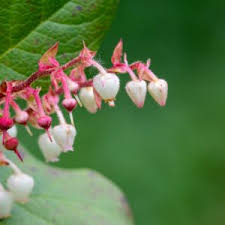 Attēlu rezultāti vaicājumam “Pseudotsuga menziesii flower”