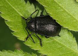 Attēlu rezultāti vaicājumam “Galeruca tanaceti”