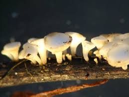 Attēlu rezultāti vaicājumam “Hymenoscyphus fraxineus”