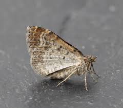 Attēlu rezultāti vaicājumam “Xanthorhoe spadicearia”