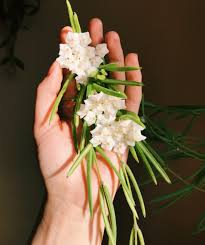 Image result for Alonsoa linearis