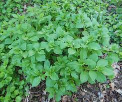 Attēlu rezultāti vaicājumam “Scopolia carniolica flower”