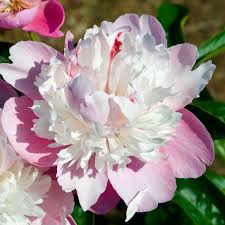 Attēlu rezultāti vaicājumam “Paeonia lactiflora”
