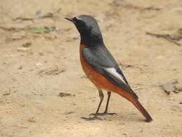 Attēlu rezultāti vaicājumam “Phoenicurus phoenicurus”