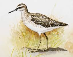 Attēlu rezultāti vaicājumam “Tringa glareola”