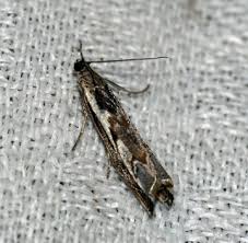 Attēlu rezultāti vaicājumam “Platytes alpinella”