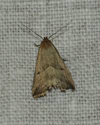 Attēlu rezultāti vaicājumam “Phalonidea permixtana”