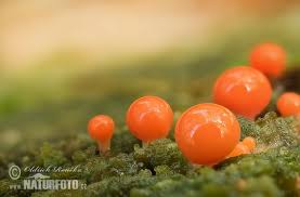 Attēlu rezultāti vaicājumam “Trichia decipiens”