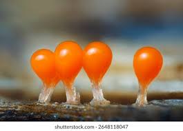 Attēlu rezultāti vaicājumam “Trichia sp.”