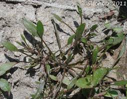 Attēlu rezultāti vaicājumam “Limosella aquatica leaf”