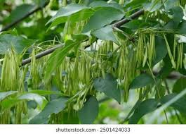 Attēlu rezultāti vaicājumam “Fraxinus pennsylvanica fruit”