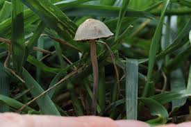 Attēlu rezultāti vaicājumam “Enteridium olivaceum young”