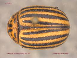 Attēlu rezultāti vaicājumam “Leptinotarsa decemlineata”