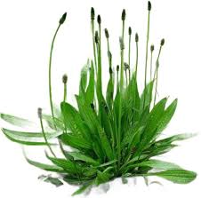 Attēlu rezultāti vaicājumam “Plantago lanceolata”