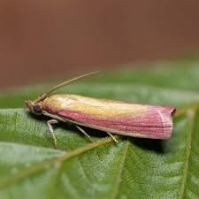 Attēlu rezultāti vaicājumam “Oncocera semirubella”