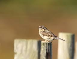 Attēlu rezultāti vaicājumam “Jynx torquilla”