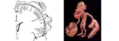 Image result for map of the brain