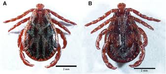 Attēlu rezultāti vaicājumam “Dermacentor reticulatus”