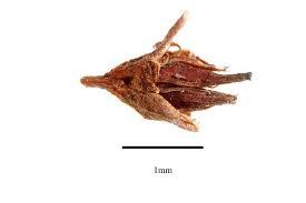 Attēlu rezultāti vaicājumam “Saxifraga cymbalaria fruit”