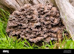 Attēlu rezultāti vaicājumam “Grifola frondosa”