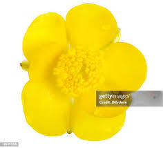 Attēlu rezultāti vaicājumam “Ranunculus acris flower”