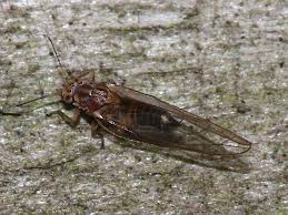 Attēlu rezultāti vaicājumam “Trioza dispar”