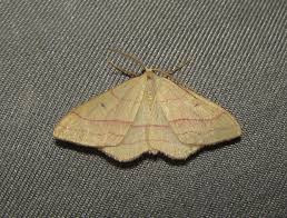 Attēlu rezultāti vaicājumam “Rhodostrophia vibicaria”