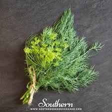 Attēlu rezultāti vaicājumam “Anethum graveolens”