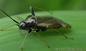 Attēlu rezultāti vaicājumam “Adelphocoris seticornis”