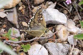Attēlu rezultāti vaicājumam “Pyrgus alveus upperside”