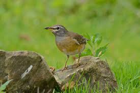 Image result for Turdus obscurus