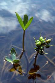 Attēlu rezultāti vaicājumam “Menyanthes trifoliata fruit”