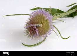 Image result for Dipsacus silvestris