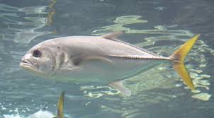 Image result for Caranx latus