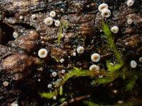 Attēlu rezultāti vaicājumam “Lachnum corticale”