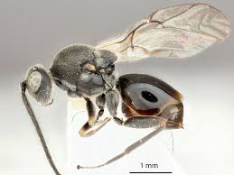 Attēlu rezultāti vaicājumam “Cynipidae”