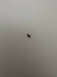 Attēlu rezultāti vaicājumam “Macrosiphoniella absinthii”