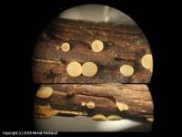 Attēlu rezultāti vaicājumam “Hymenoscyphus imberbis”