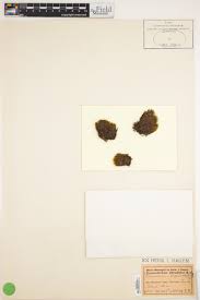 Attēlu rezultāti vaicājumam “Dicranodontium denudatum”