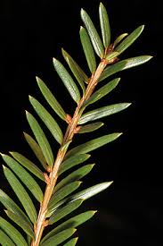 Attēlu rezultāti vaicājumam “Taxus baccata bud”