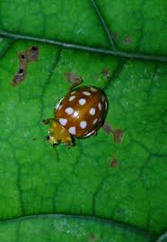 Attēlu rezultāti vaicājumam “Halyzia sedecimguttata”